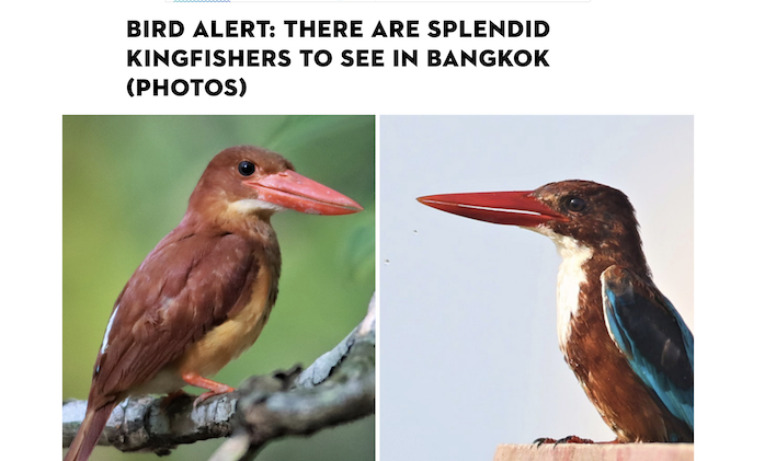 Bird Alert; There are splendid Kingfishers to see in Bangkok