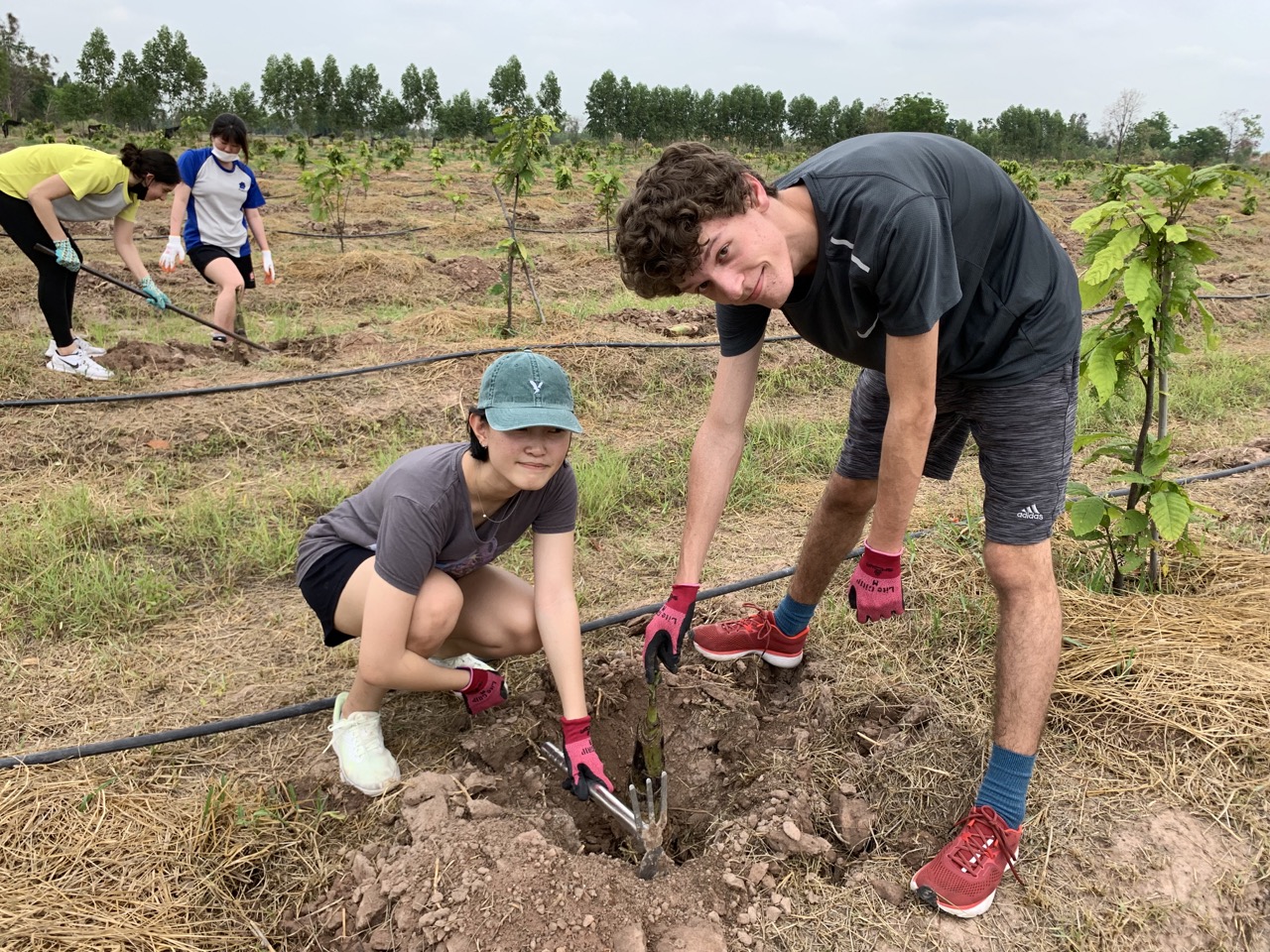 Year 12 Plants Trees for Sustainable Income
