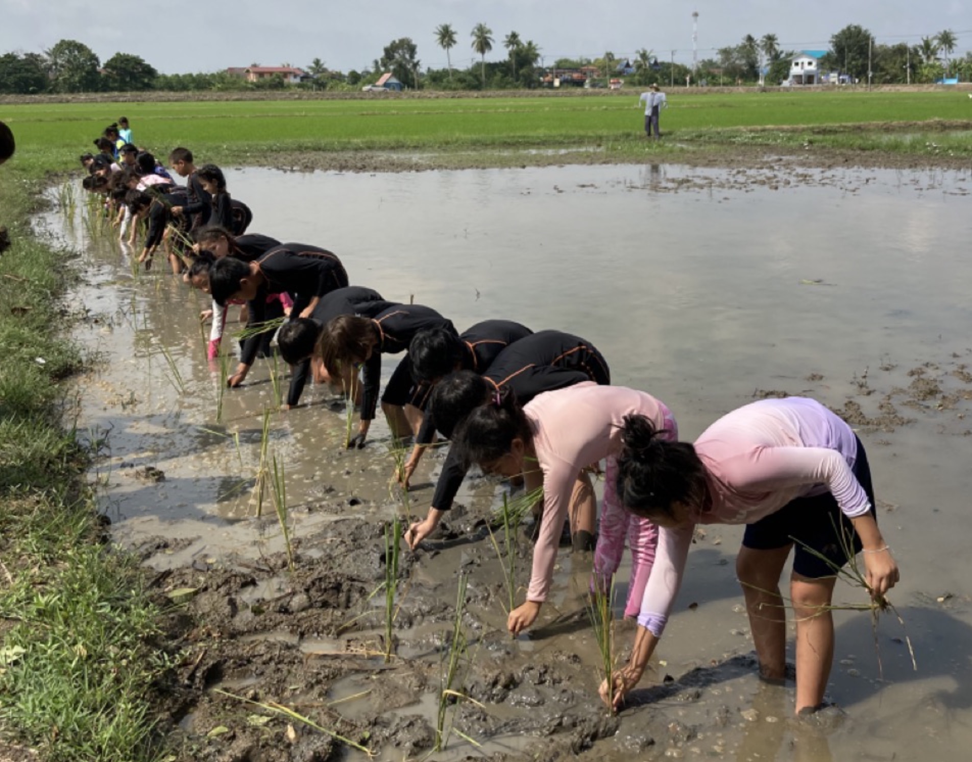 Primary Students Learn Traditional Rice Farming