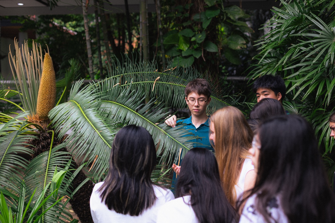 A Rare Event : Cycad Cones in Campus